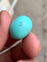 16.90 ct Afghan Turquoise Cabochon: A Tall, Elegant Dome With Timeless Character - Image 4