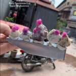 372 Carat Afghan Ruby Specimens – Majestic Natural