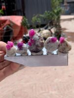 372 Carat Afghan Ruby Specimens – Majestic Natural - Image 13