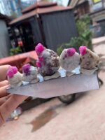 372 Carat Afghan Ruby Specimens – Majestic Natural - Image 7