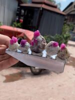 372 Carat Afghan Ruby Specimens – Majestic Natural - Image 10