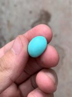 11.62-Carat Afghan Turquoise: A Compact Gem of Rich Color and Elegance - Image 2