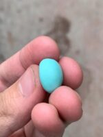 11.62-Carat Afghan Turquoise: A Compact Gem of Rich Color and Elegance - Image 5