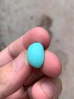 11.62-Carat Afghan Turquoise: A Compact Gem of Rich Color and Elegance - Image 7