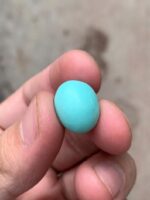 11.62-Carat Afghan Turquoise: A Compact Gem of Rich Color and Elegance - Image 9