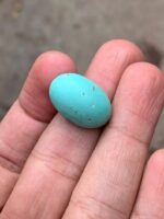 17.80-Carat Afghan Turquoise: A Graceful Gem with Elegant Proportions - Image 4