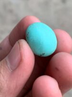 Elegant Afghan Turquoise: A 17.52 ct Cabochon Gem - Image 2