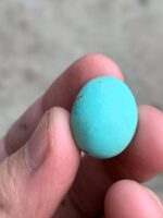 Elegant Afghan Turquoise: A 17.52 ct Cabochon Gem - Image 5