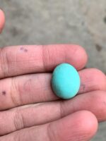Elegant Afghan Turquoise: A 17.52 ct Cabochon Gem - Image 9