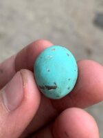 Afghan Turquoise Cabochon Gemstone: 20.42 ct, Vivid Blue - Image 2