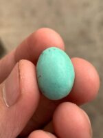 Exquisite Afghan Turquoise: 16.75 Carats of Natural Beauty - Image 5