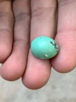 14.35 Carat Afghan Turquoise Cabochon – Rich Color and Smooth Elegance - Image 2