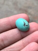 Elegant Afghan Turquoise Cabochon – 14.15 Carats of Natural Charm - Image 6