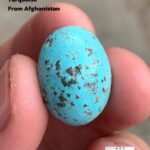 Majestic Afghan Turquoise: 19.86 Carats of Natural Splendor