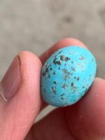 Majestic Afghan Turquoise: 19.86 Carats of Natural Splendor - Image 3
