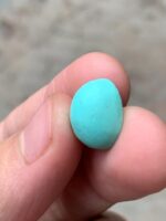 8.00ct Afghan Turquoise Cabochon – Delicate & Versatile - Image 4