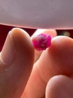 4.70ct Natural Afghan Ruby Crystal – Raw Elegance in Red - Image 3