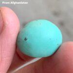 22.82ct Afghan Turquoise Cabochon: Elegance in Proportion and Color