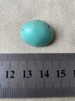 22.82ct Afghan Turquoise Cabochon: Elegance in Proportion and Color - Image 2