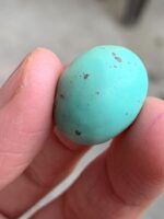 22.82ct Afghan Turquoise Cabochon: Elegance in Proportion and Color - Image 3