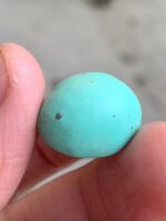 22.82ct Afghan Turquoise Cabochon: Elegance in Proportion and Color - Image 4