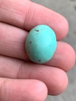 22.82ct Afghan Turquoise Cabochon: Elegance in Proportion and Color - Image 6