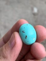 Impressive Afghan Turquoise Cabochon: 23.40 Carats of Natural Brilliance - Image 11