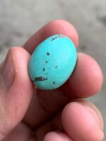 18.30ct Afghan Turquoise Cabochon: A Stone of Calm Color and Confident Shape - Image 2