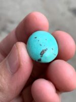18.30ct Afghan Turquoise Cabochon: A Stone of Calm Color and Confident Shape - Image 3