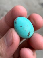 18.30ct Afghan Turquoise Cabochon: A Stone of Calm Color and Confident Shape - Image 4