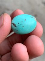 18.30ct Afghan Turquoise Cabochon: A Stone of Calm Color and Confident Shape - Image 5