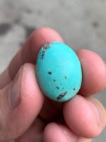 18.30ct Afghan Turquoise Cabochon: A Stone of Calm Color and Confident Shape - Image 10