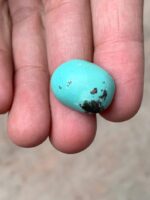 Discover the 17.50ct Timeless Beauty of Afghan Turquoise Cabachon - Image 9