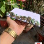404 Carat Swat Emerald Specimen Lot – Monumental Crystal for Collectors