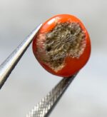 2.70ct Natural Coral Stone: Elegant Jewelry Design Gem - Image 5