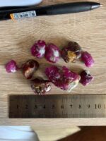 Beautiful 420 ct Rough Ruby from Afghanistan - Image 10