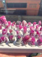 2885.5 ct Rough Ruby from Afghanistan - Image 4