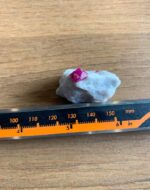 76 carat Ruby Specimen from Afghanistan - Image 9