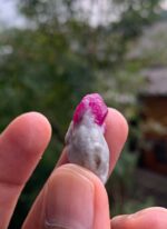 Afghan Ruby Specimen of 33 carat - Image 7