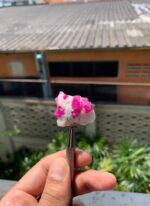 Colossal 96.1 ct Afghan Ruby Specimen - Image 13